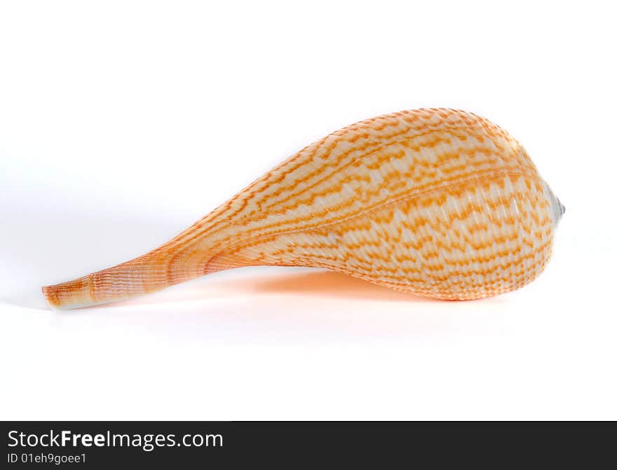 Seashell Ficus Gracilis Against White Background