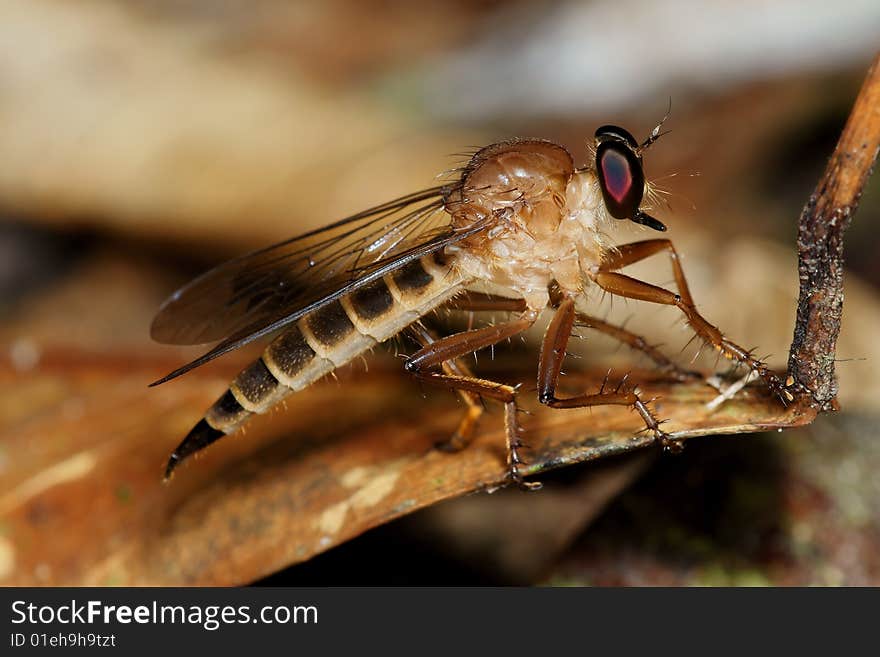 Robberfly macro side view on dry leaf