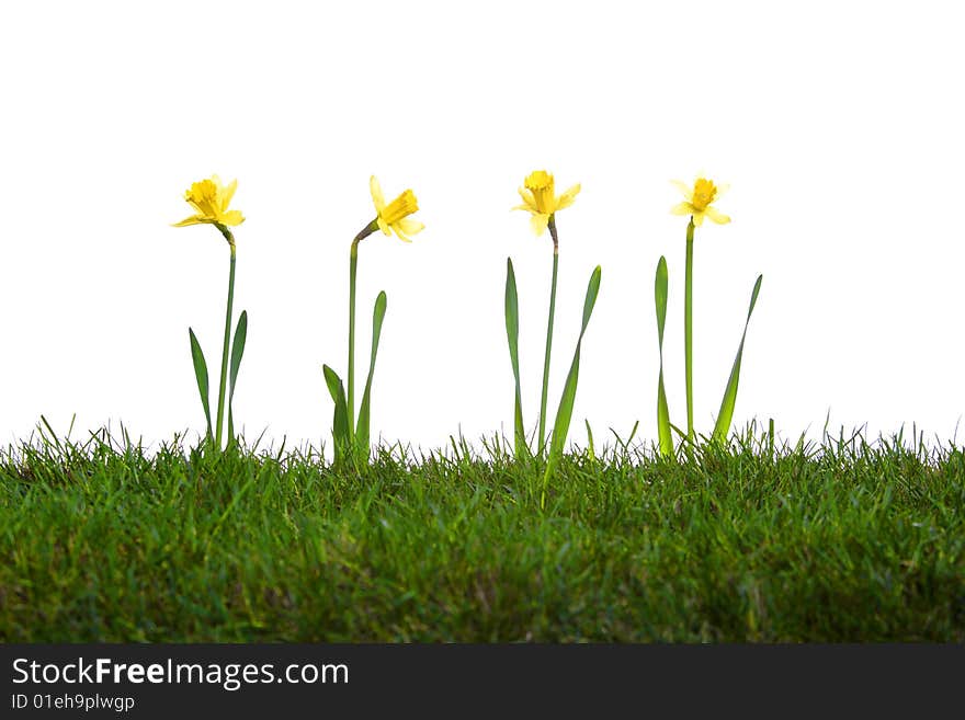 Daffodils in the studio