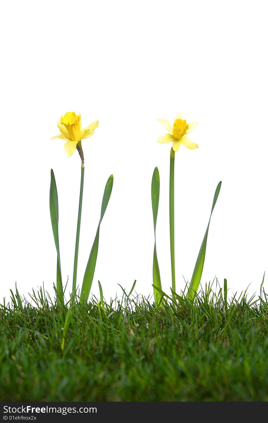 Daffodils in the studio isolated on white