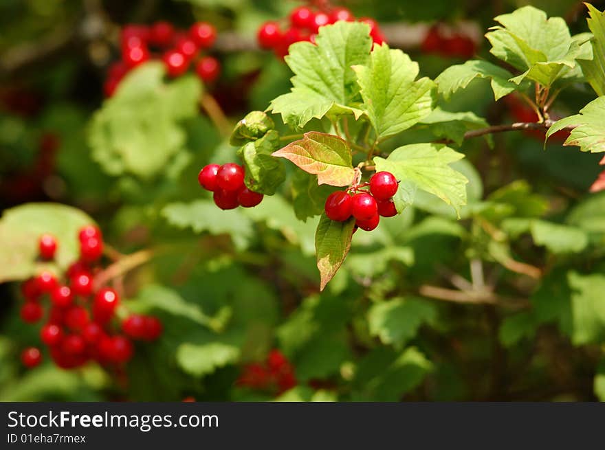 Red viburnum berry