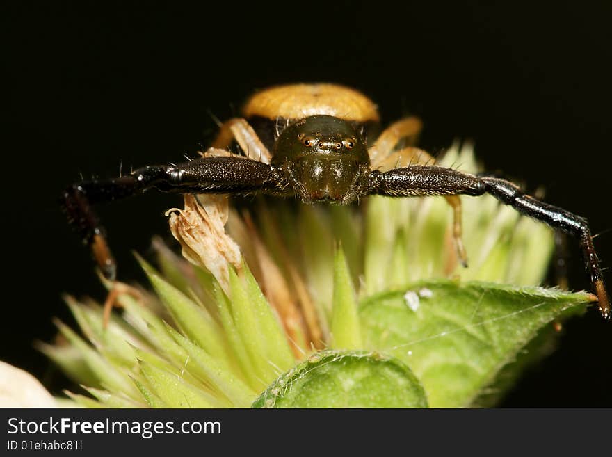 Green Crab Spider macro