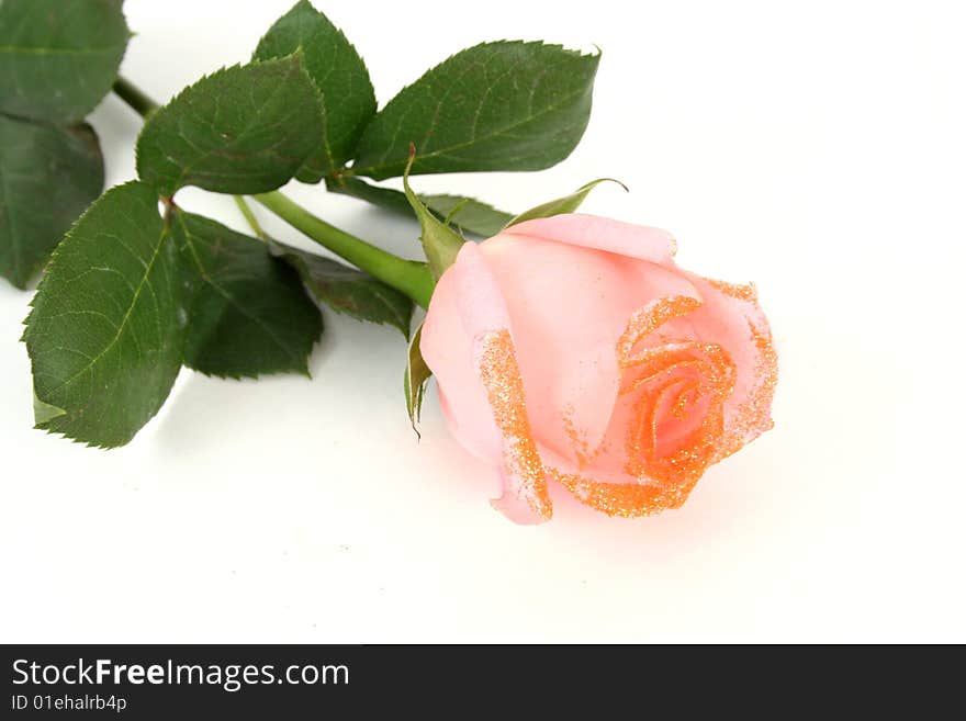 Pink rose on a white background