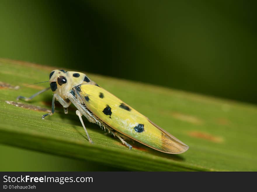 Yellow Black Dot Tree Hopper