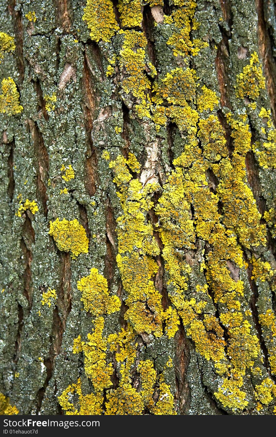 Yellow Cladina On Tree Bark