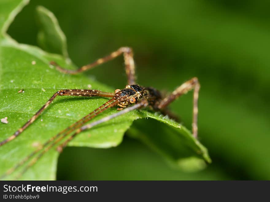 Stick insect macro on green leaf