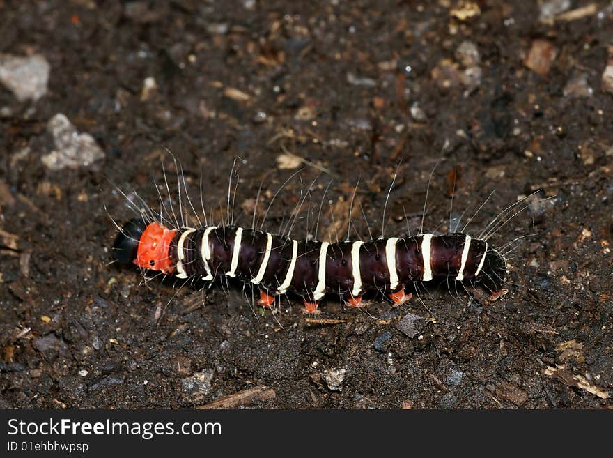 Black & White Stripe Caterpillar