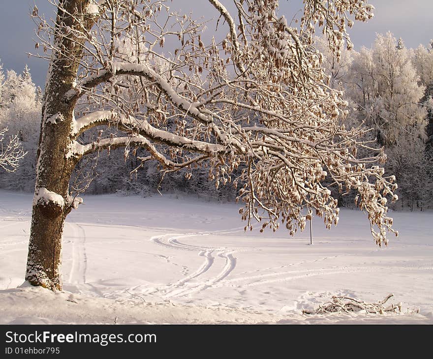 Lonely tree in winter on a snow field