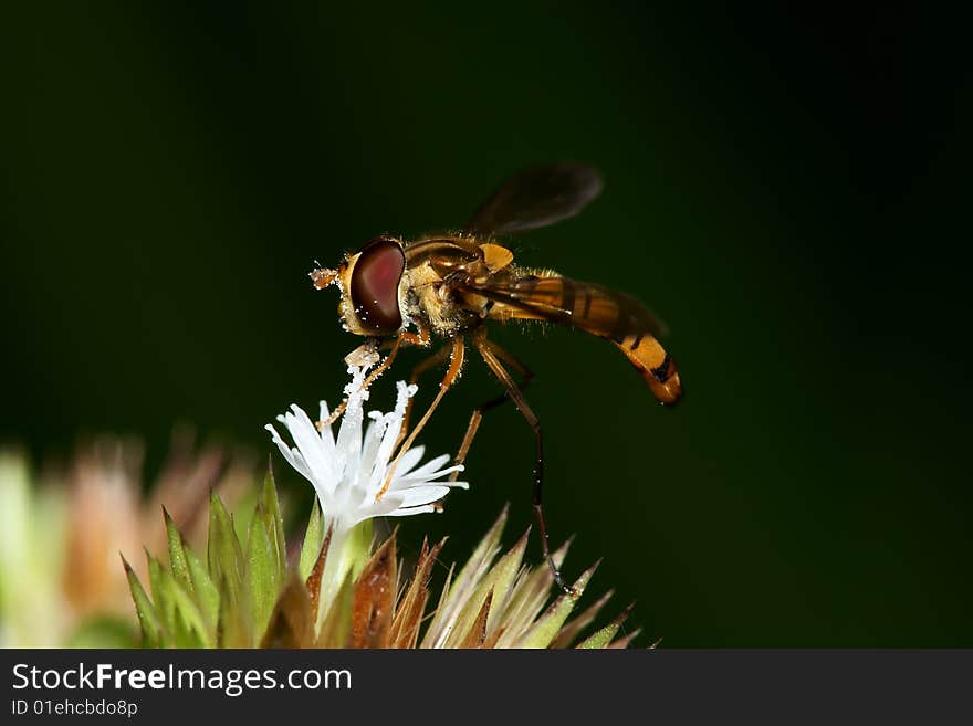 Hoverfly collecting pollen