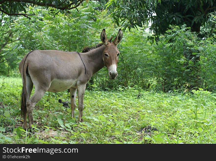 African donkey under the mango trees during the rainy season. African donkey under the mango trees during the rainy season