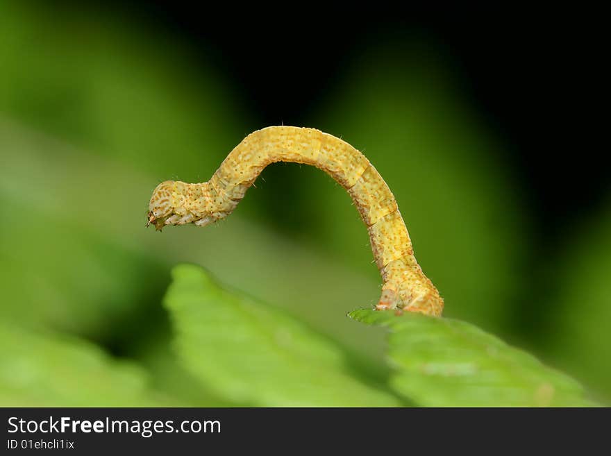 Yellow Caterpillar macro climbing across leaf. Yellow Caterpillar macro climbing across leaf