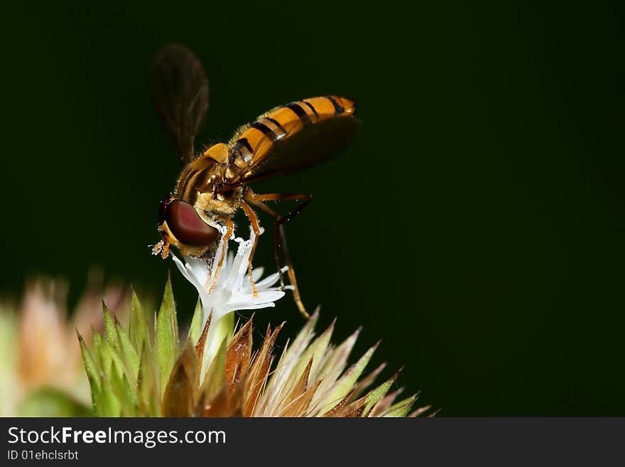 Hoverfly Collecting Pollen