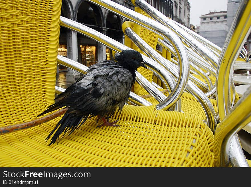 Pigeon at empty cafe in the rain