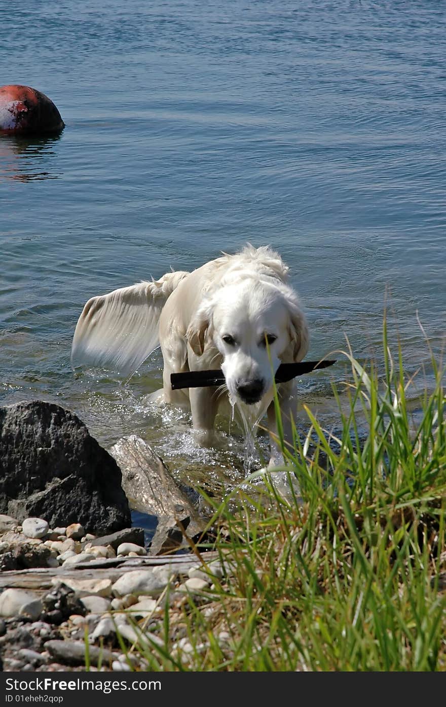 Labrador retriever in action at coastline