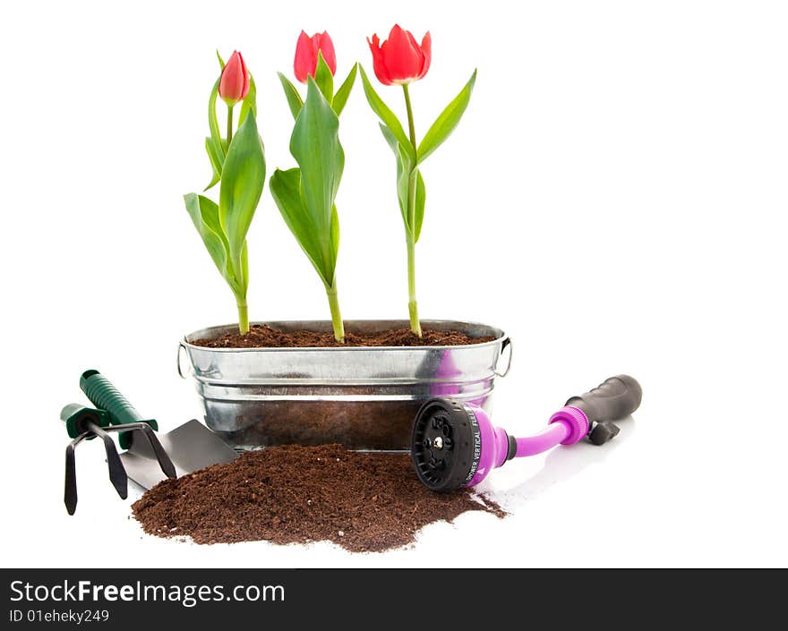 Tulips and soil and tools for spring. Tulips and soil and tools for spring