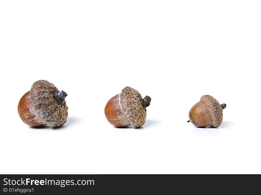 Acorns isolated on white