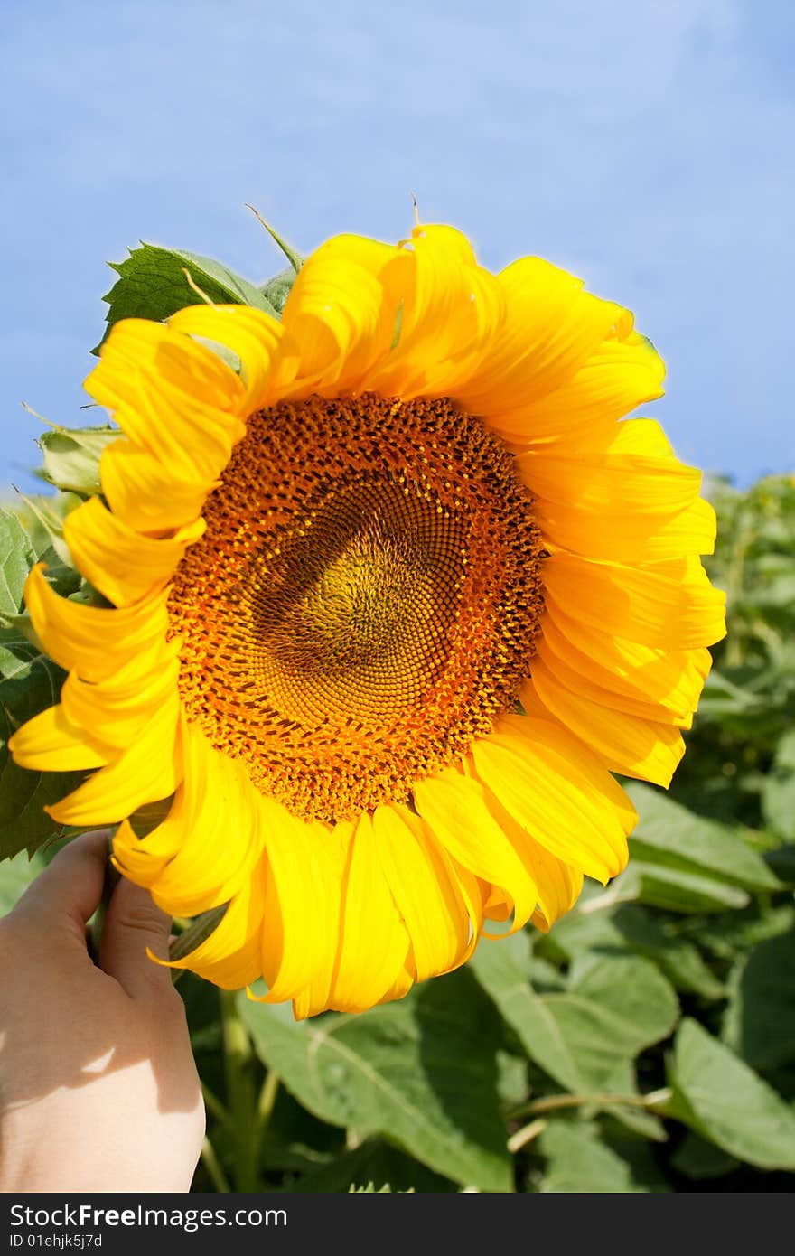 Sunflower held by female hand