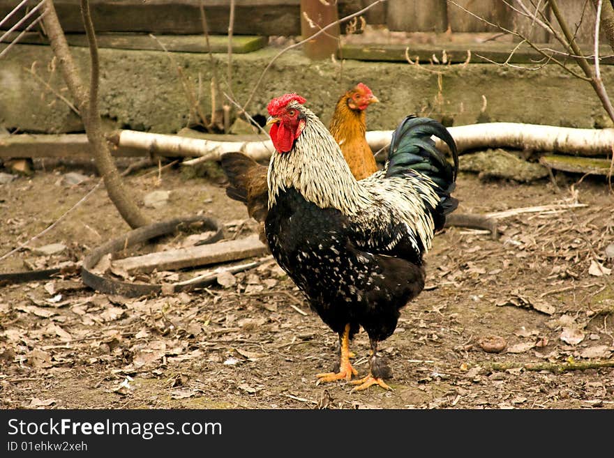 Beautiful standing in the court with hen. Beautiful standing in the court with hen