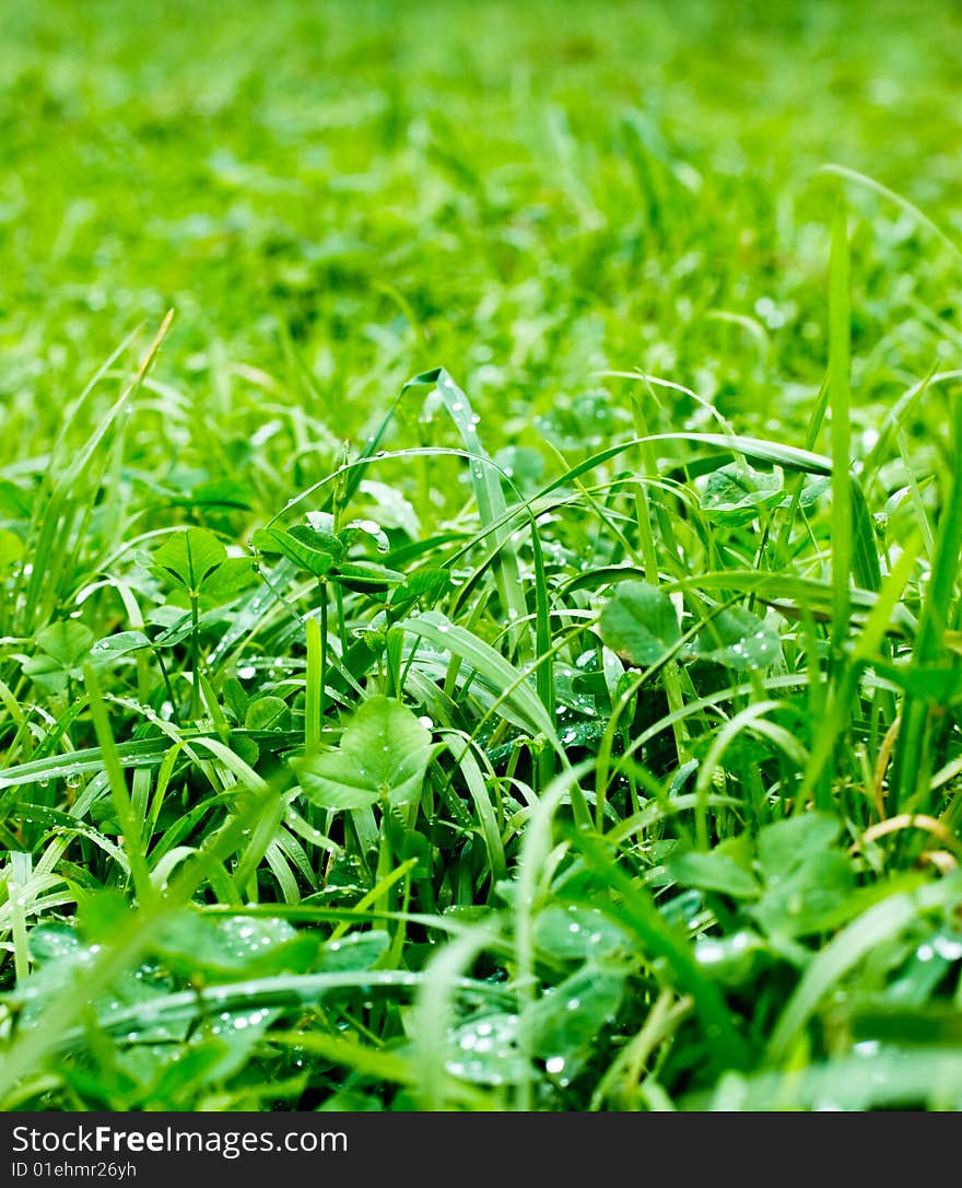 Grass with dew drops, selective focus. Grass with dew drops, selective focus