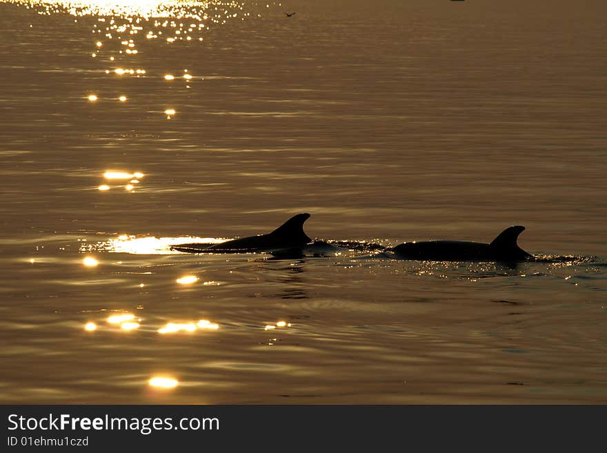 Dolphins Love