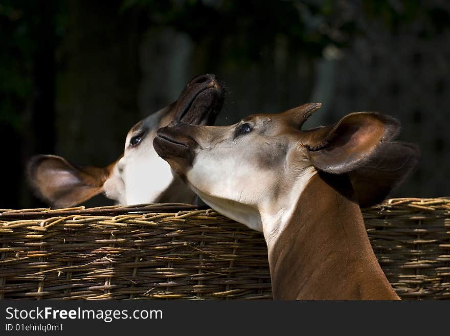 Kissing okapi