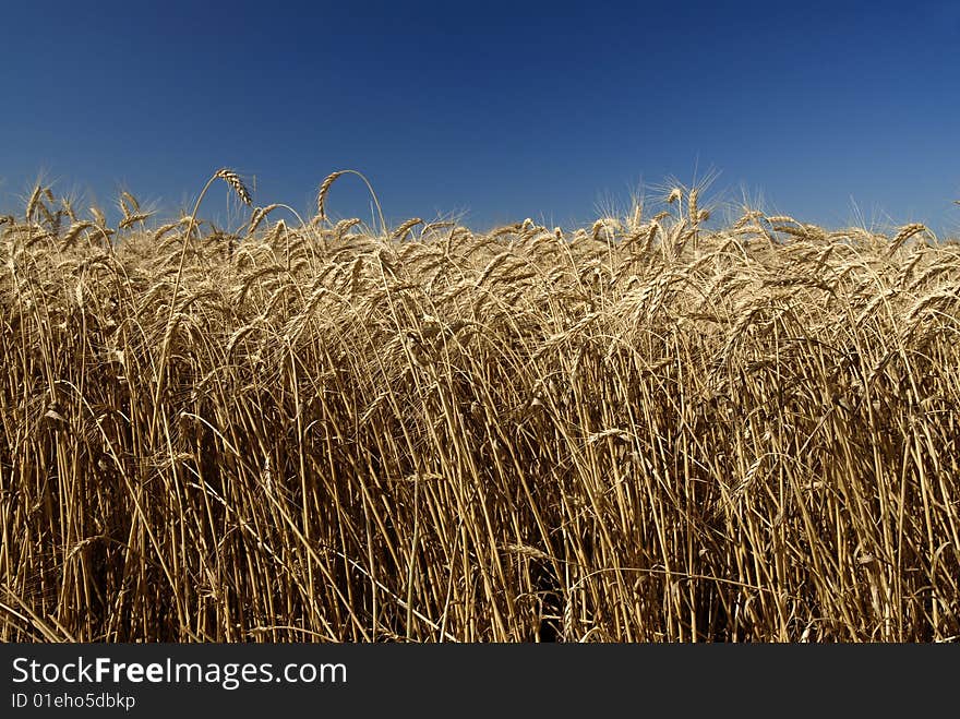 Field of gold wheat and blue sky. Field of gold wheat and blue sky