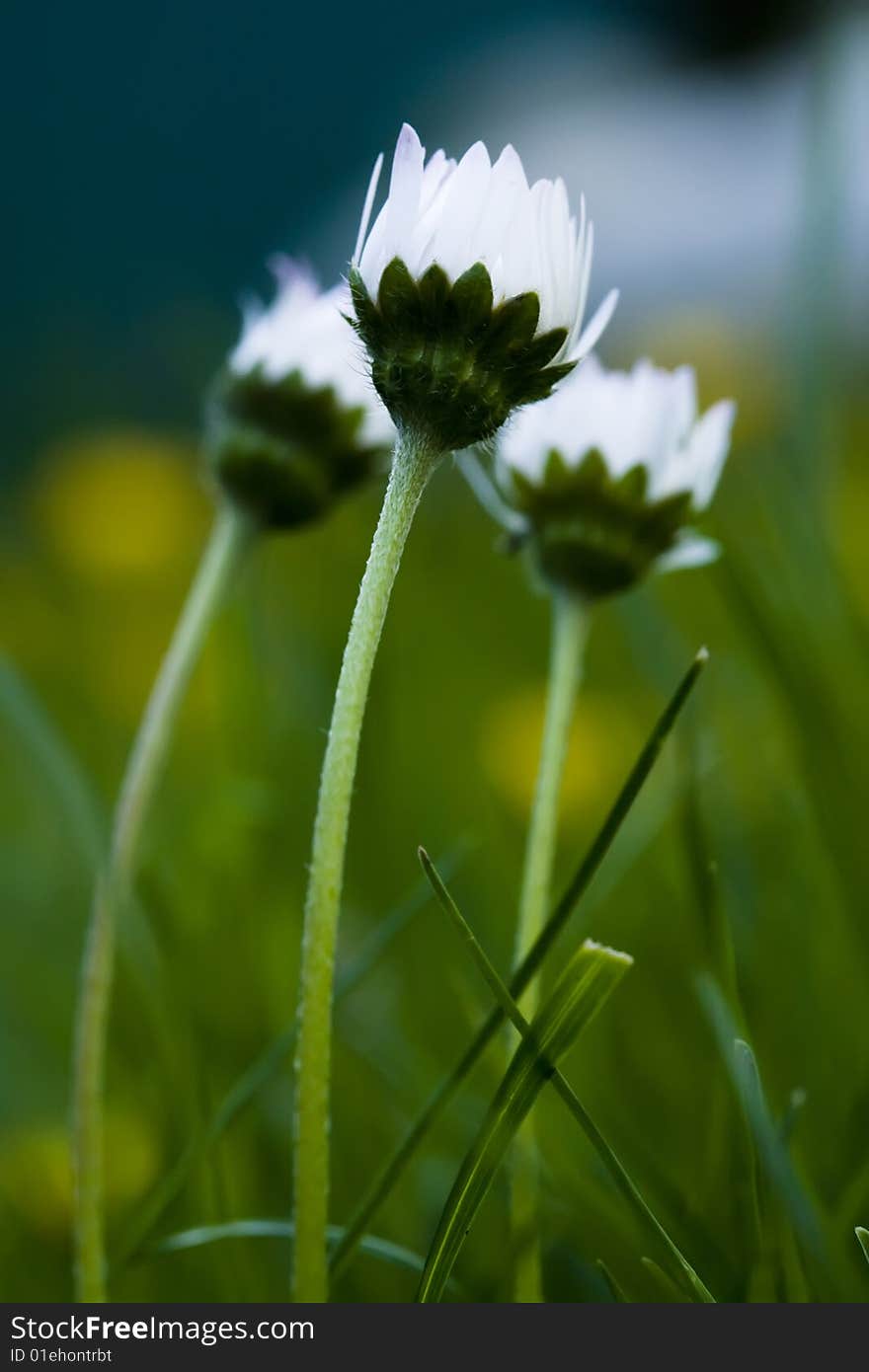 This is flowers in the Garden of my Family. This is flowers in the Garden of my Family.