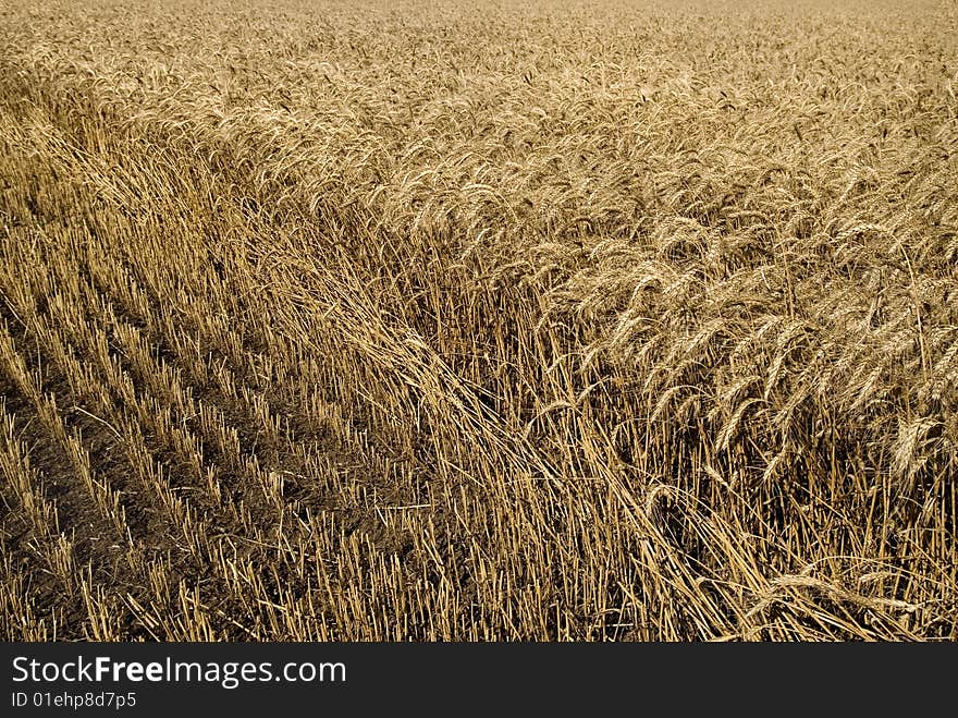 Photo of the hayfield wheat background