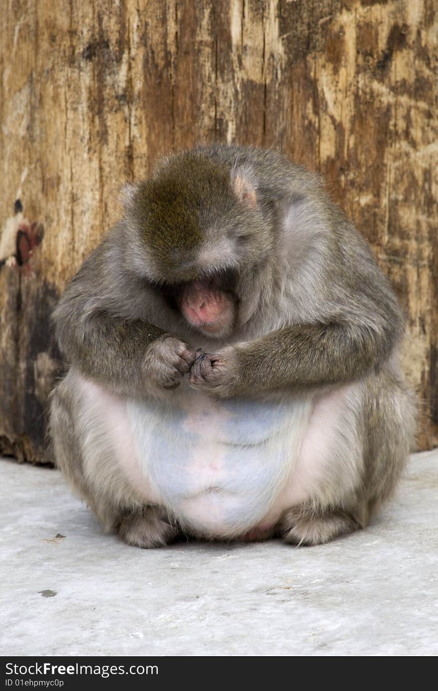 Macaca fuscata grey japanese monkey female