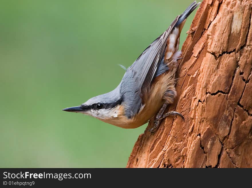 Sitta europaea - Nuthatch - small birds belonging to the family Sittidae. Characterised by large heads, short tails.