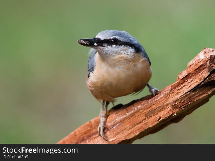 Sitta europaea - Nuthatch - small birds belonging to the family Sittidae. Characterised by large heads, short tails.