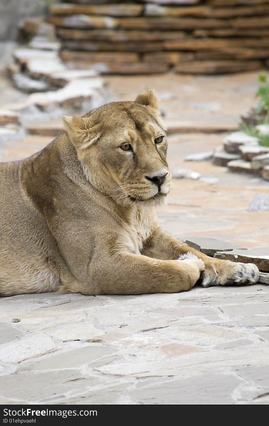 Yellow lion female of grey stone floor