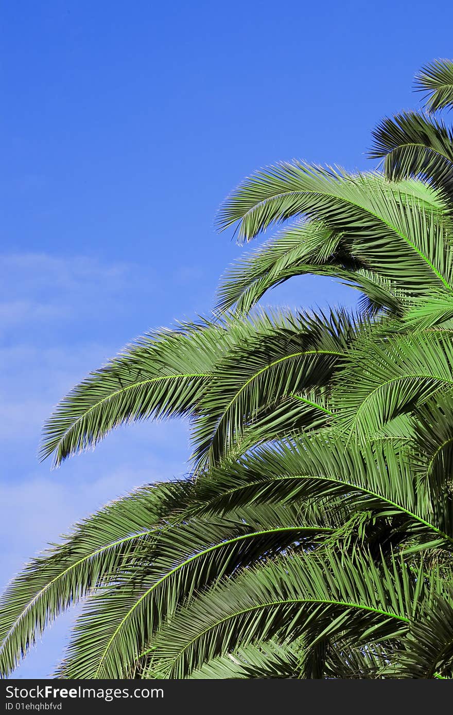 Tropical Palm Trees on Blue Sky. Tropical Palm Trees on Blue Sky