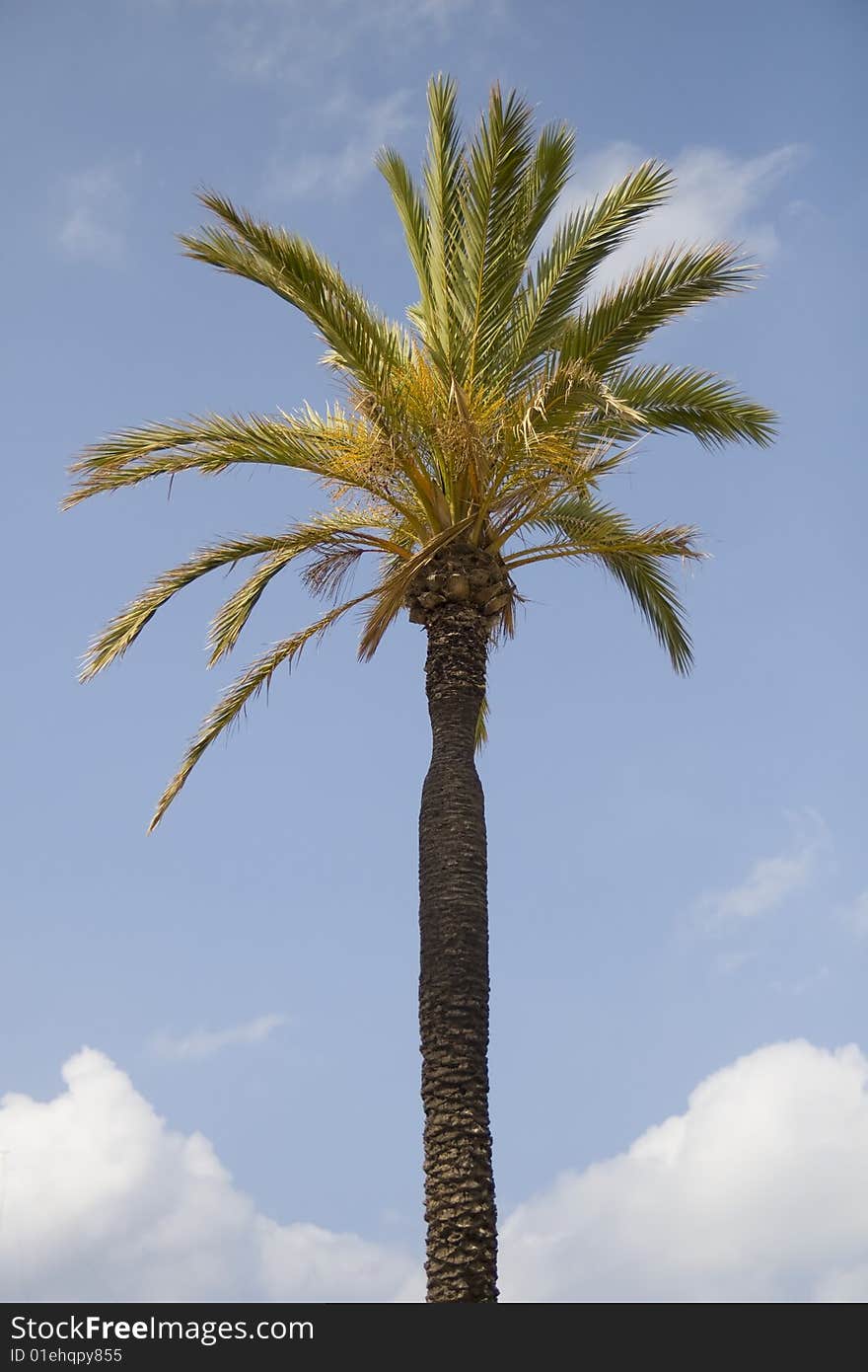 Palm Tree