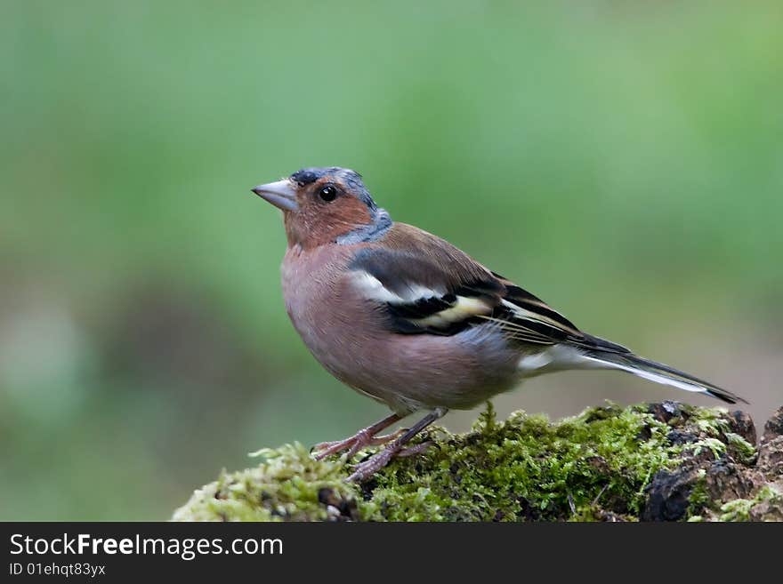 The Chaffinch, Fringilla coelebs, is a small passerine bird in the finch family Fringillidae