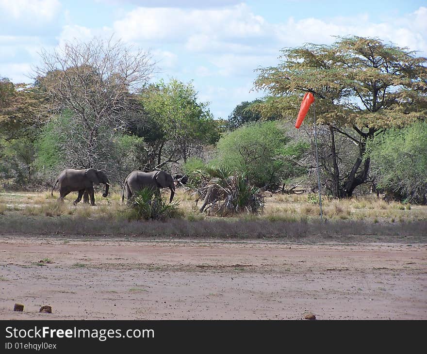 Jumbos at the airstrip