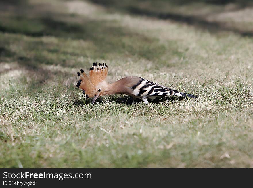 Woodpecker