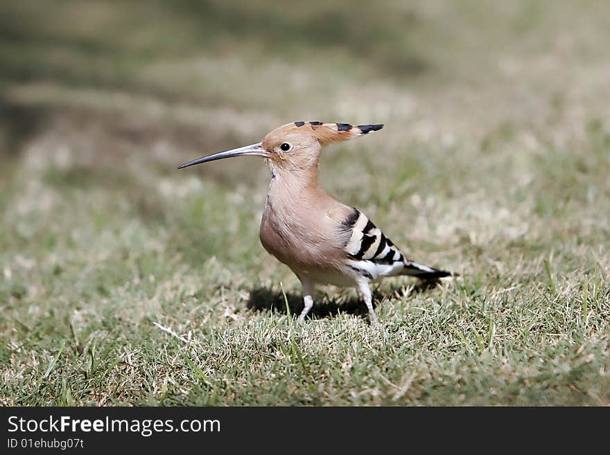 Woodpecker