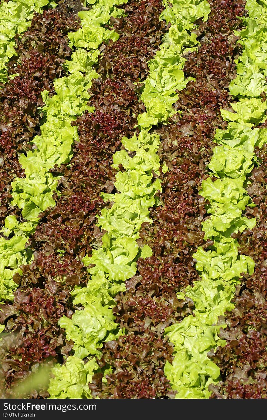 Green Lettuces and red Lettuces in a vegetable garden are growing making a nice design. Green Lettuces and red Lettuces in a vegetable garden are growing making a nice design