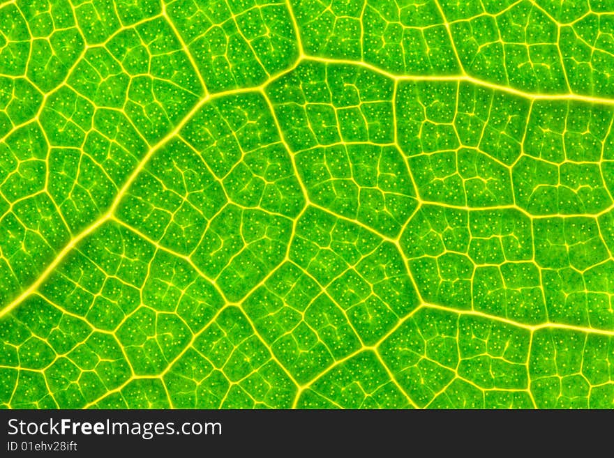 Closeup photo of a green leaf. Closeup photo of a green leaf