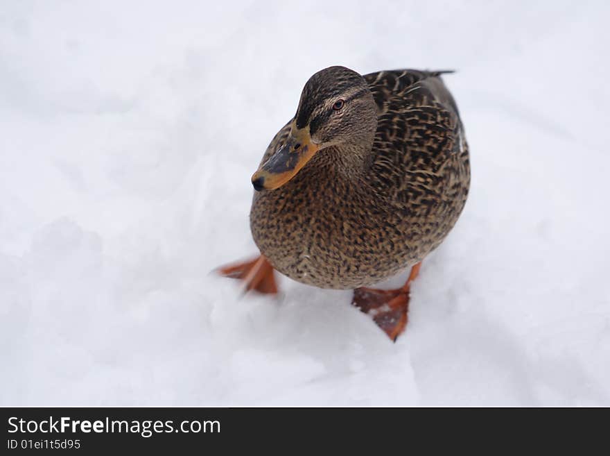 The duck on white snow in the winter