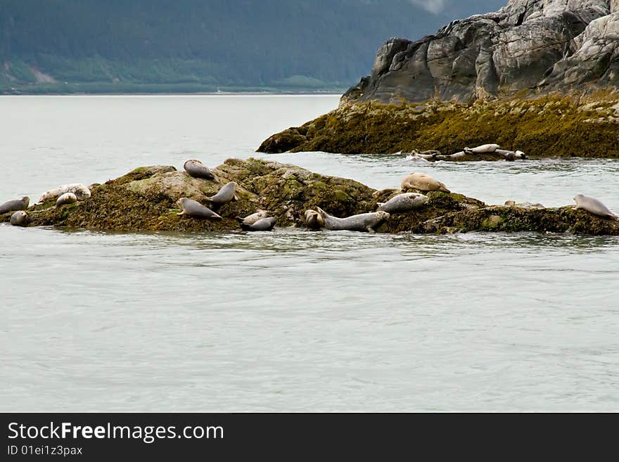 Seals in Alaska