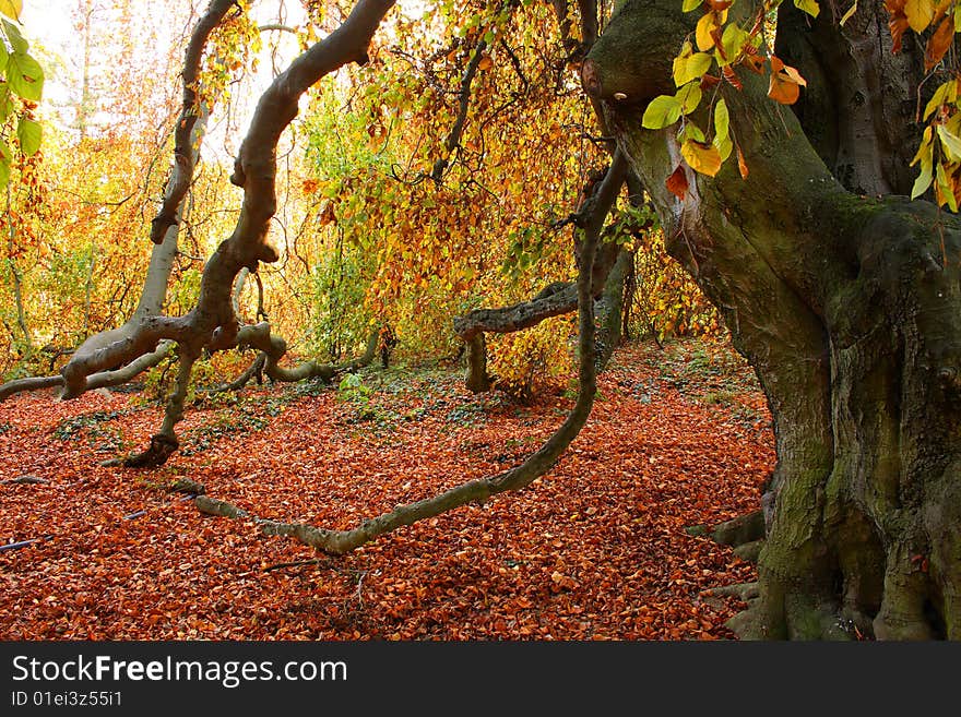 Beautiful coloured autumn tree in Buchlovice