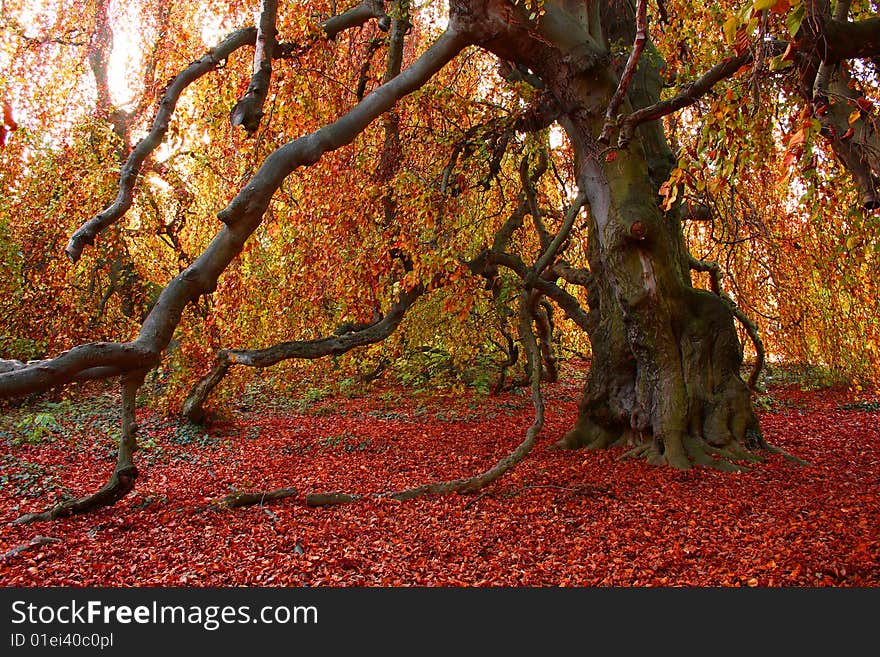 Beautiful coloured autumn tree in Buchlovice