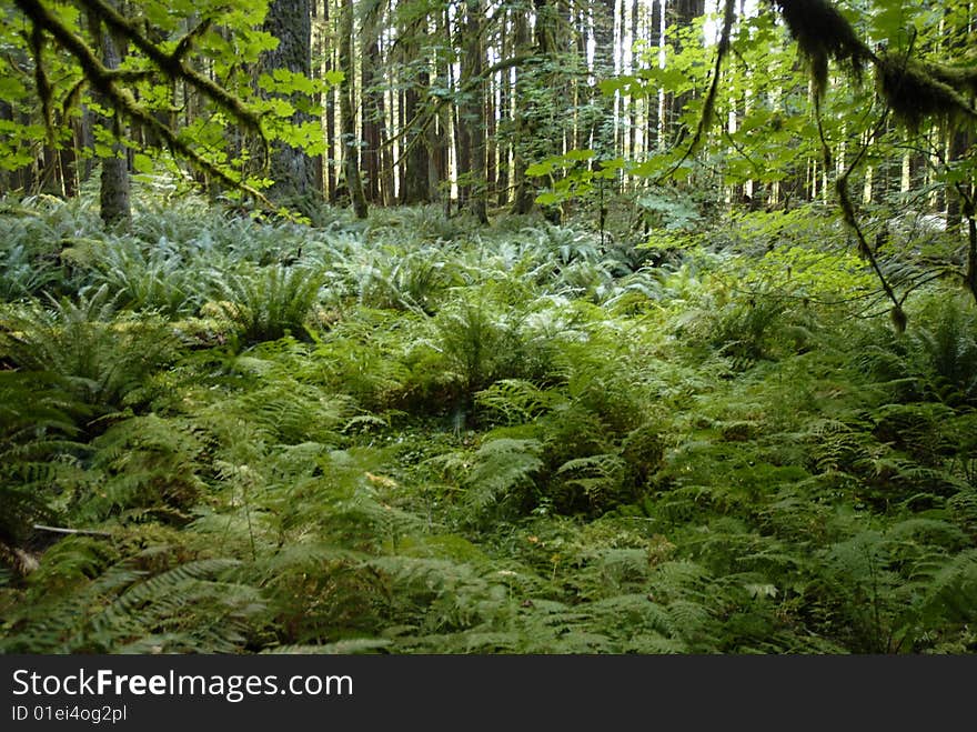 A forest floor full of lush green ferns amid the green trees and vegetation. A forest floor full of lush green ferns amid the green trees and vegetation