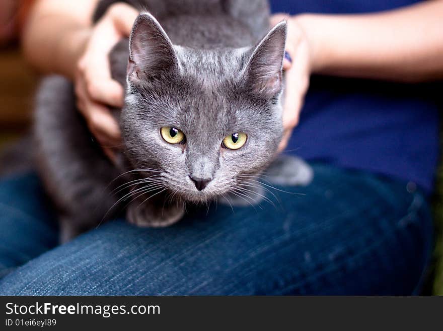 Grey cat sitting on lap