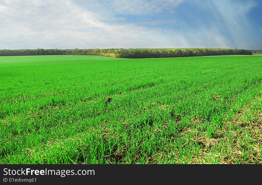 Green lush meadow and blue sky with clouds