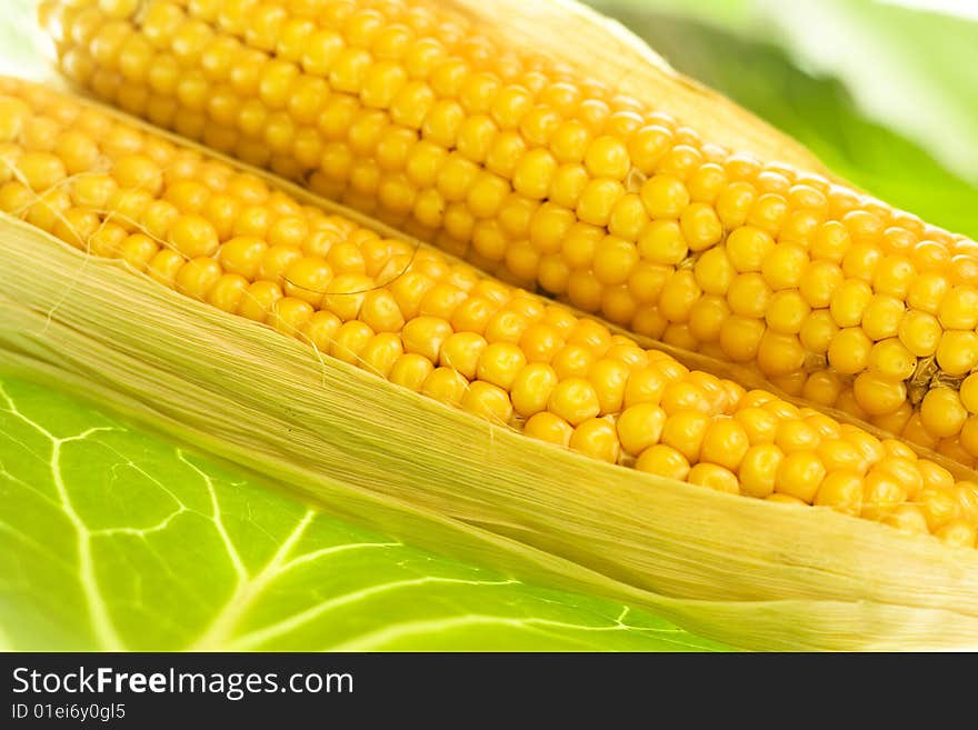 Freshly harvested corn close up