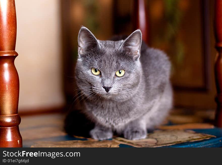 Grey cat sitting under the table