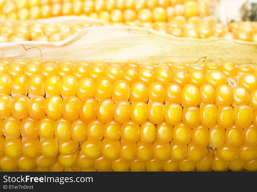 Freshly harvested corn close up